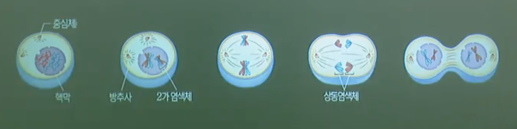 감수1분열 감수1분열