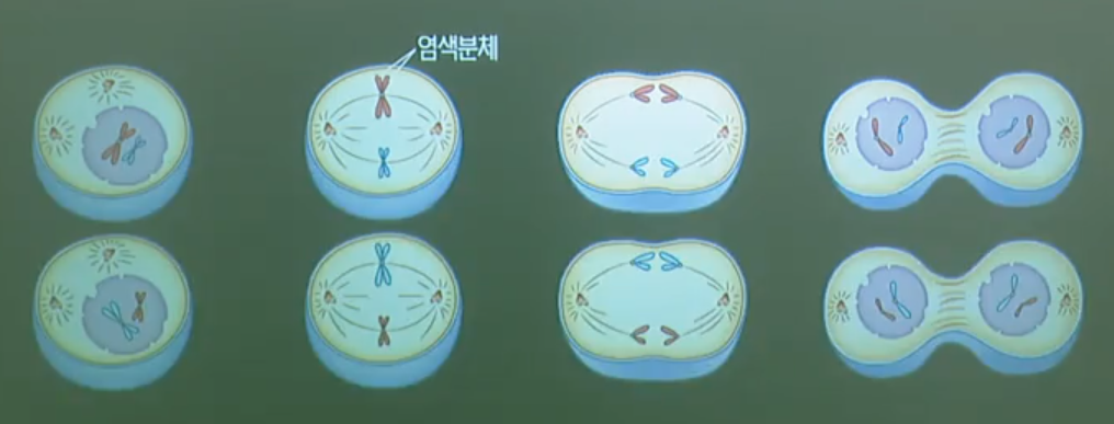감수2분열 감수2분열