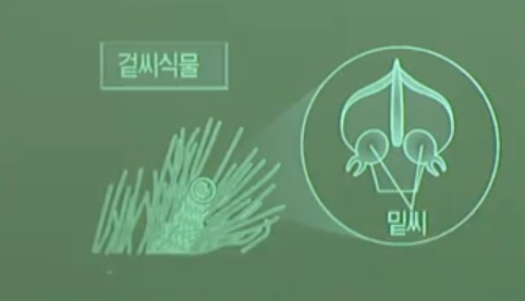 겉씨식물 겉씨식물