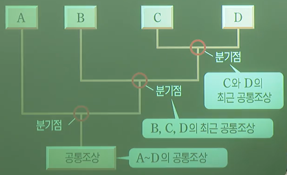 계통과계통수 계통과계통수