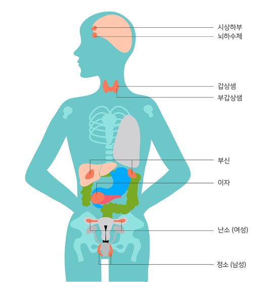 내분비샘