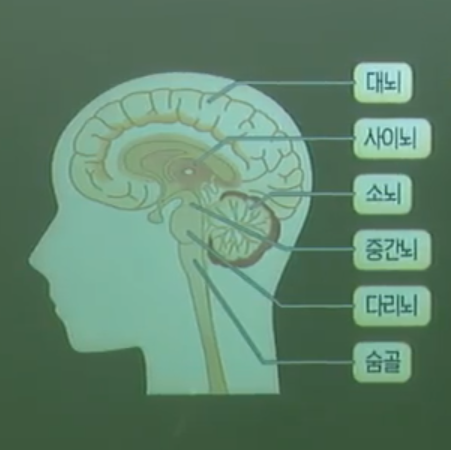 뇌의구조 뇌의구조