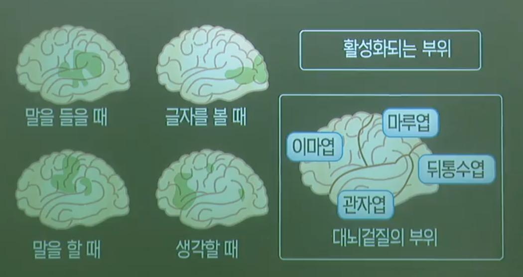 대뇌겉질의기능 대뇌겉질의기능