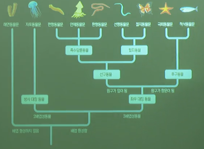 동물계의계통수 동물계의계통수