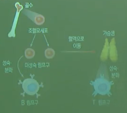 림프구 림프구