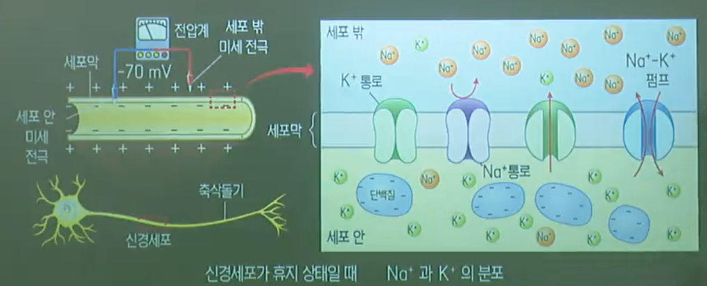 막전위 막전위