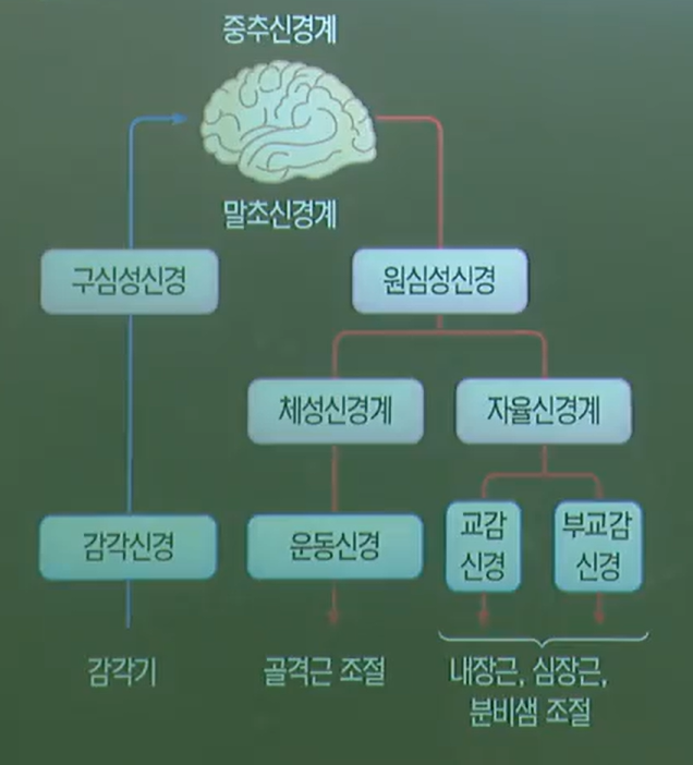 말초신경계 말초신경계