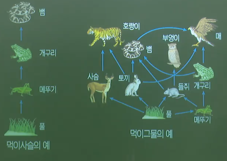 먹이사슬과 먹이그물