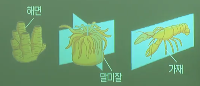 몸의대칭성에따른분류 몸의대칭성에따른분류