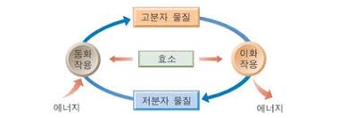 물질대사 물질대사