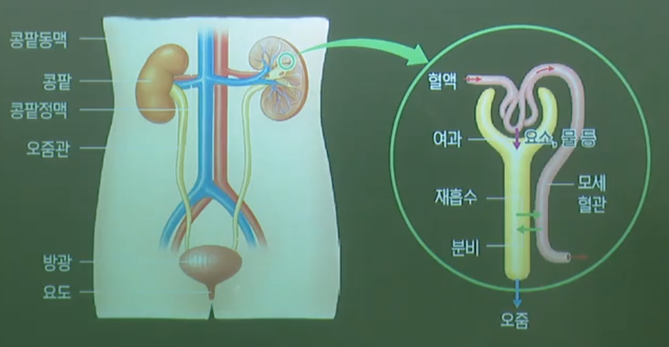 배설계 배설계