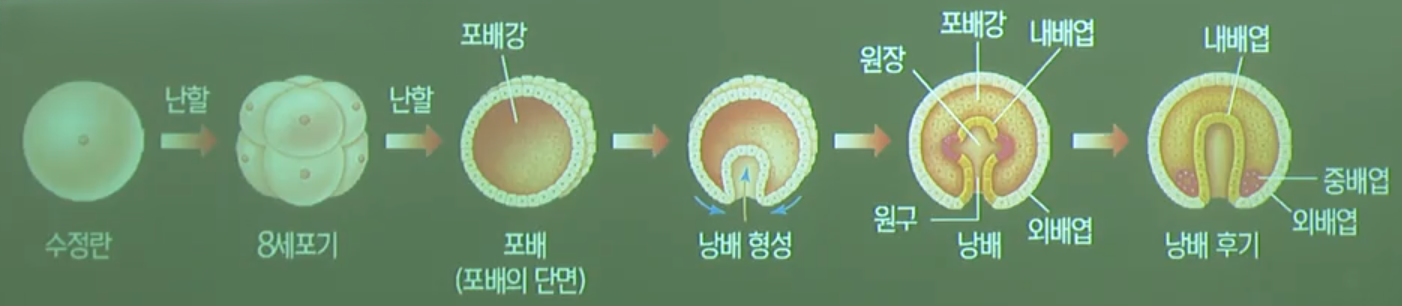 배엽수에따른분류 배엽수에따른분류