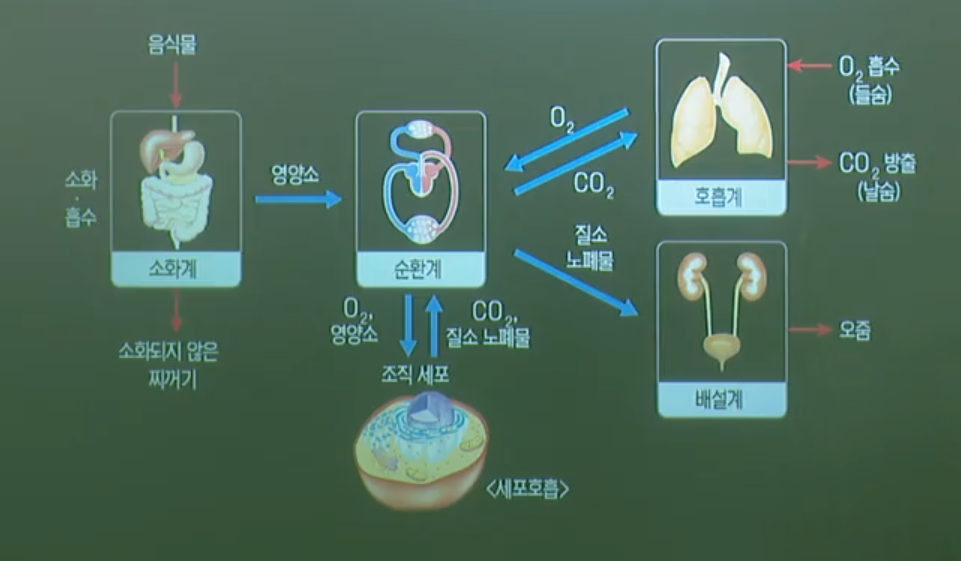 사람의 기관계 사람의 기관계