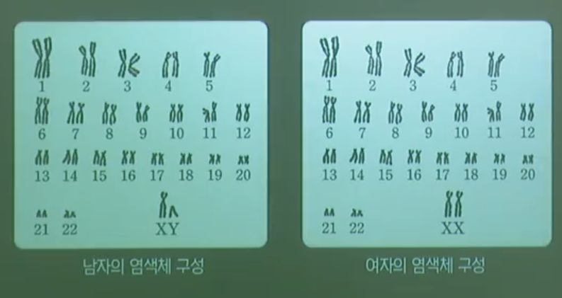 사람의염색체 사람의 염색체