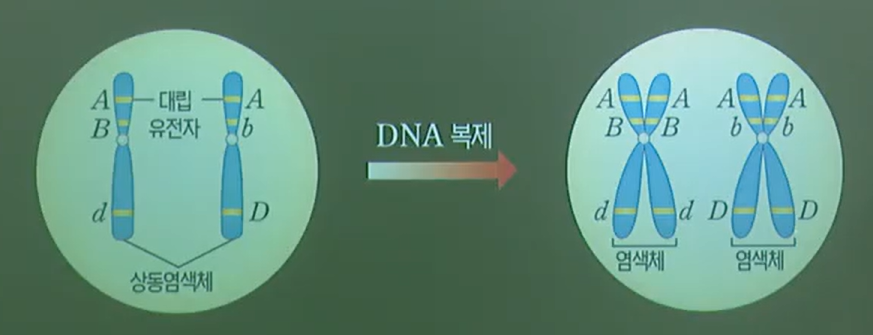 상동염색체와대립유전자 상동염색체와대립유전자