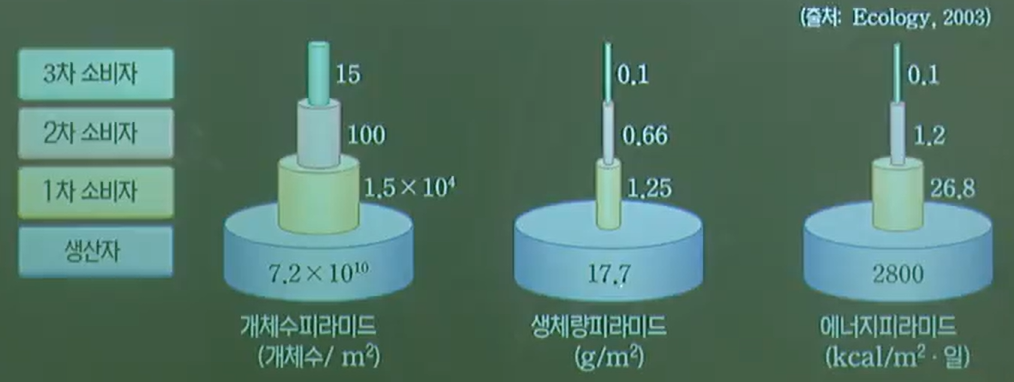 생태피라미드