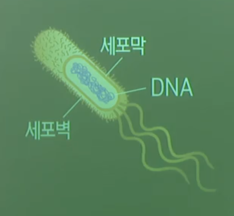 세균 세균
