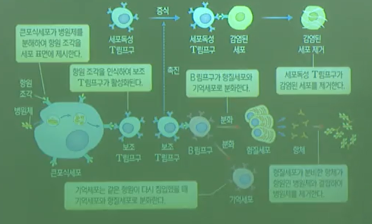 세포성면역과체액성면역 세포성면역과체액성면역