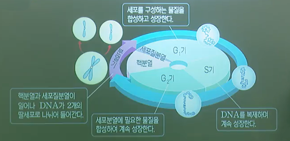 세포주기 세포주기