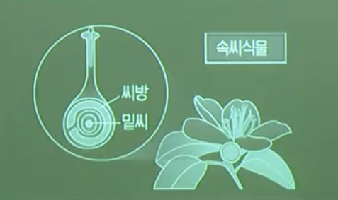 속씨식물 속씨식물