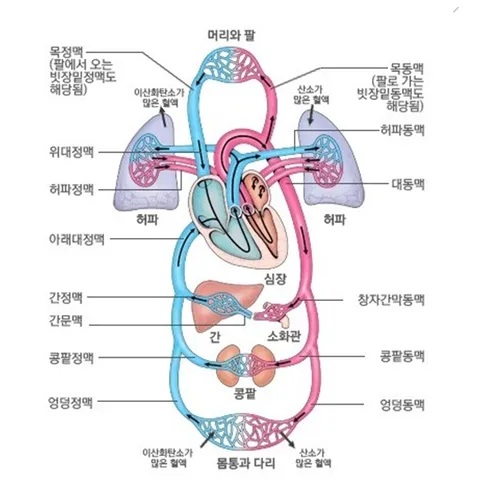 순환계 순환계