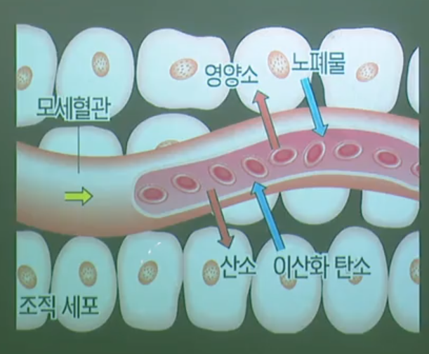 순환계2 순환계2