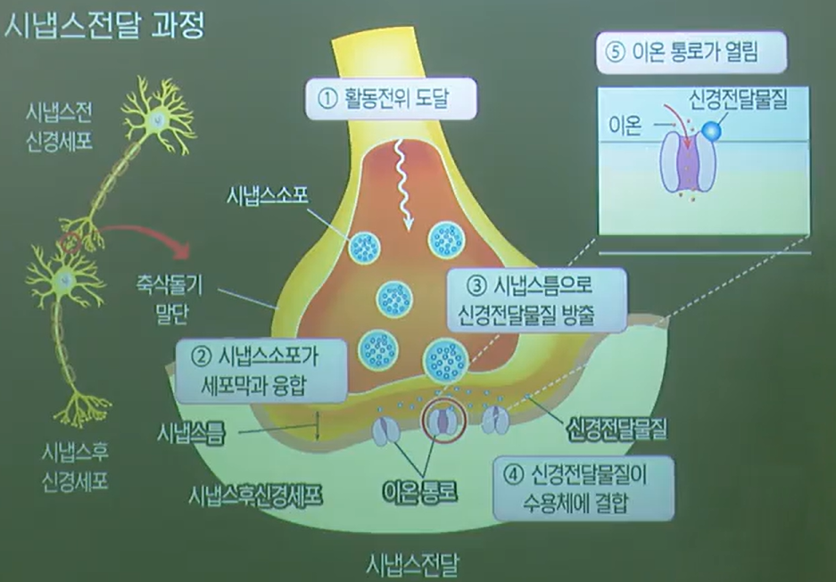 시냅스전달 시냅스전달