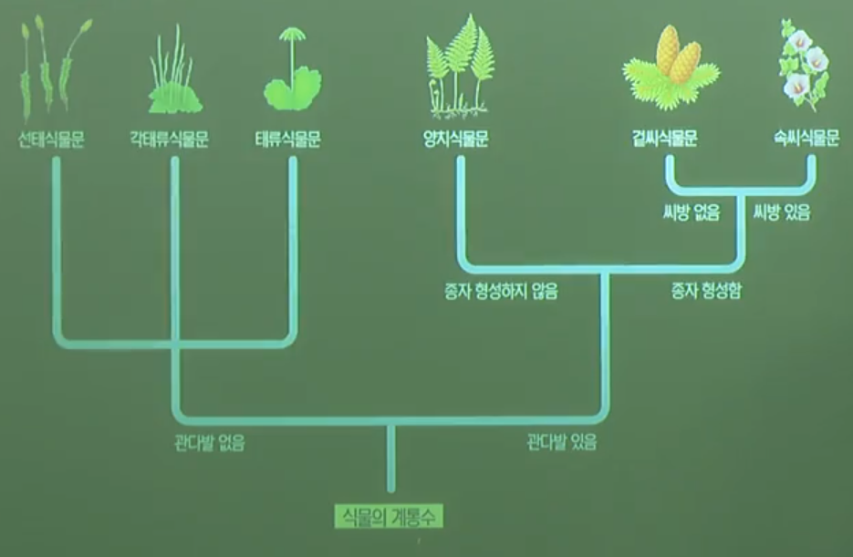 식물계의계통수 식물계의계통수