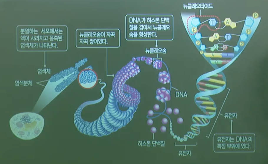 염색체,DNA,유전자 염색체,DNA,유전자