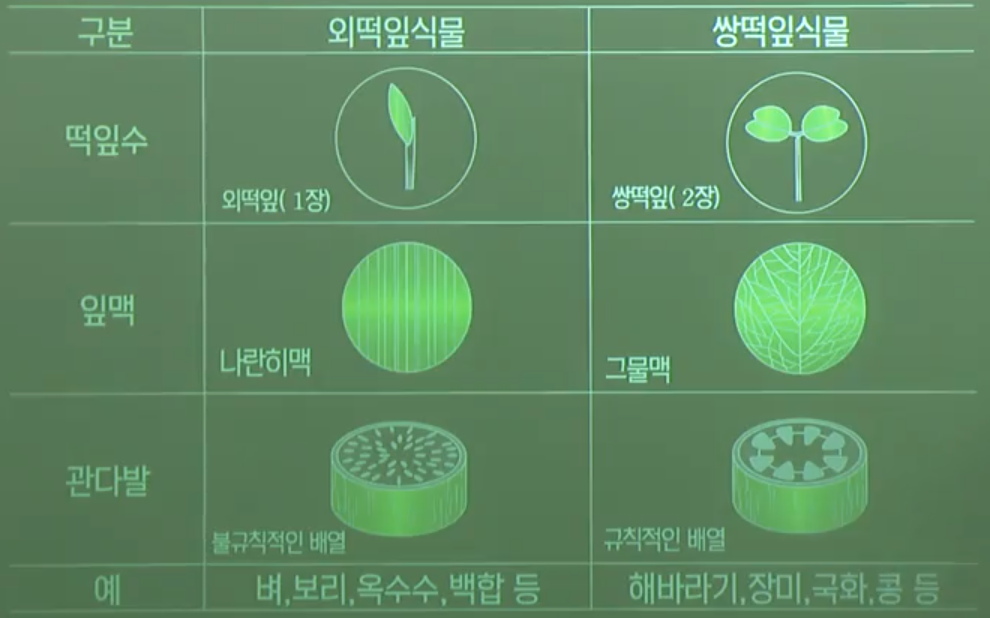 외떡잎식물과쌍떡잎식물 외떡잎식물과쌍떡잎식물