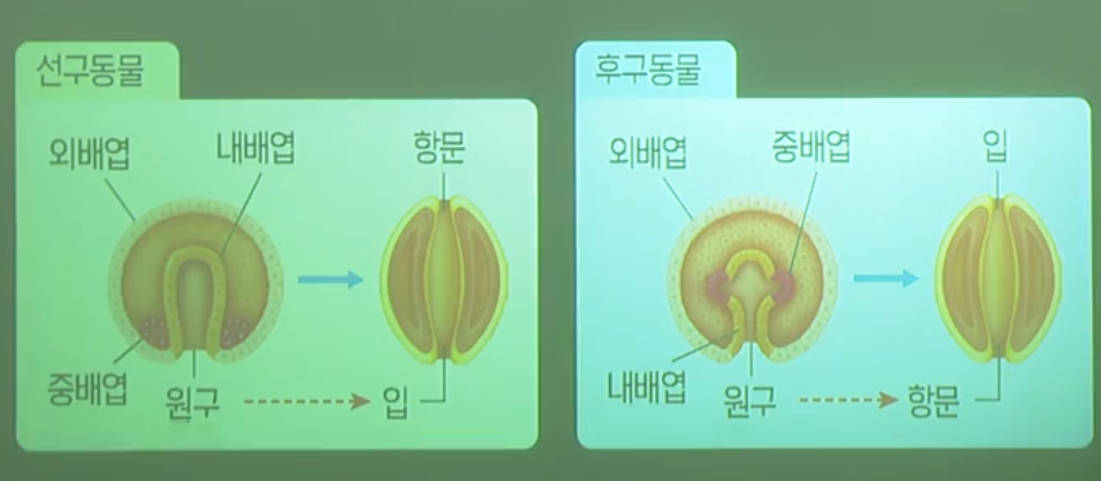 원구와입의관계에따른분류 원구와입의관계에따른분류