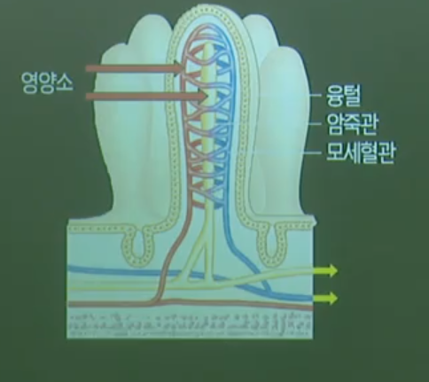 융털 융털