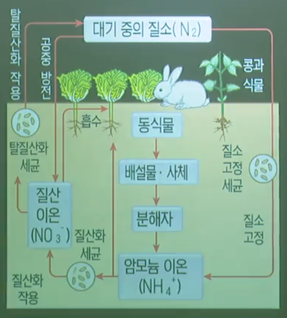 질소순환