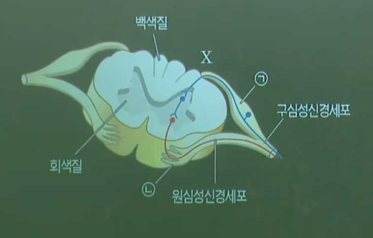 척수 척수