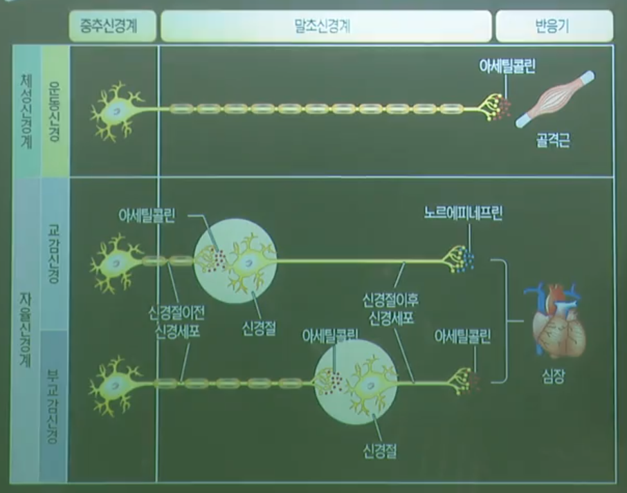 체성신경계와자율신경계 체성신경계와자율신경계