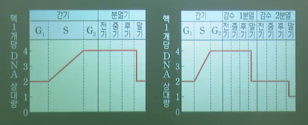 체세포분열과감수분열에서의핵1개당DNA상대량변화 체세포분열과감수분열에서의핵1개당DNA상대량변화