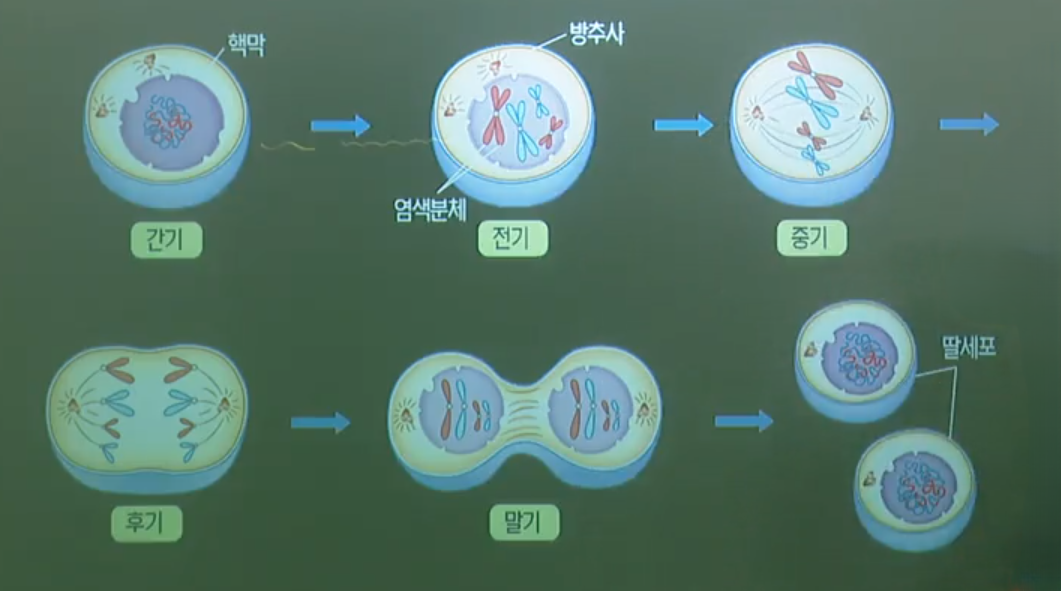 체세포분열 체세포분열