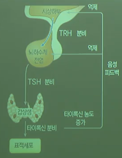 피드백