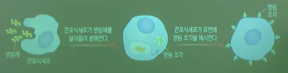 항원제시과정 항원제시과정
