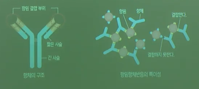항원항체반응의특이성 항원항체반응의특이성