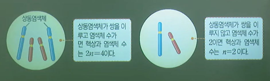 핵상 핵상