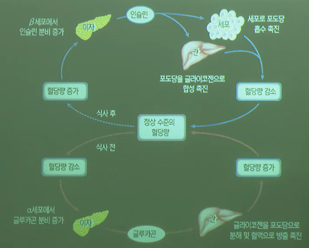 혈당량조절