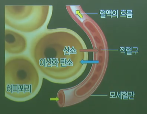 호흡계 호흡계