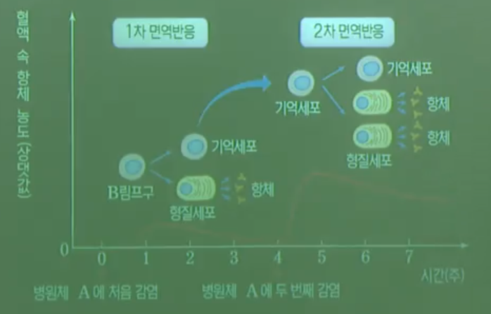 1차면역반응과2차면역반응 1차면역반응과2차면역반응