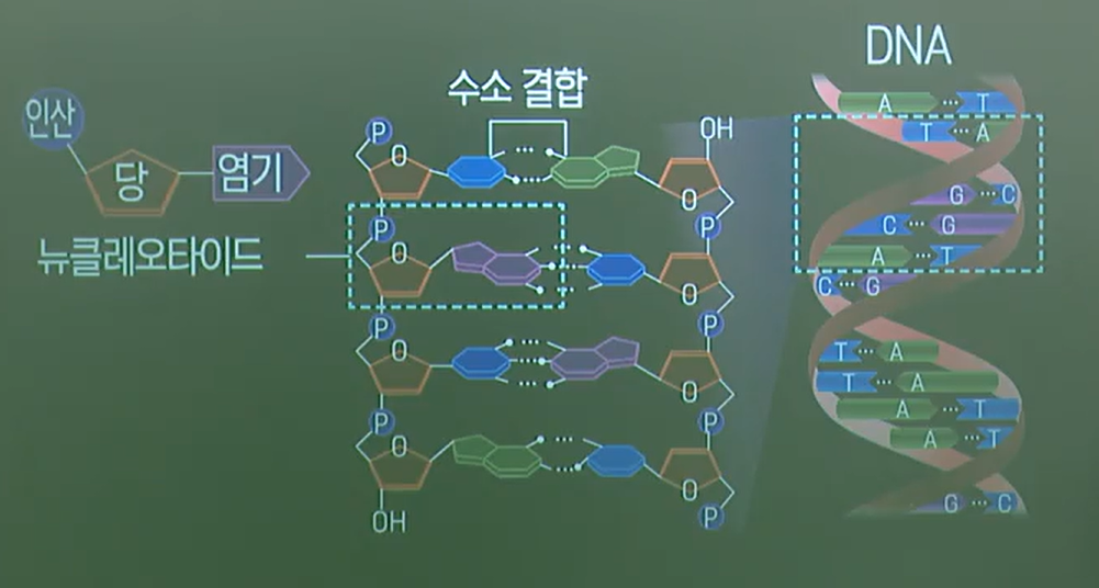 DNA의구조 DNA의구조