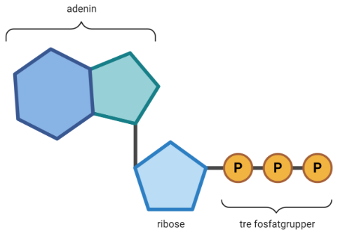 atp
